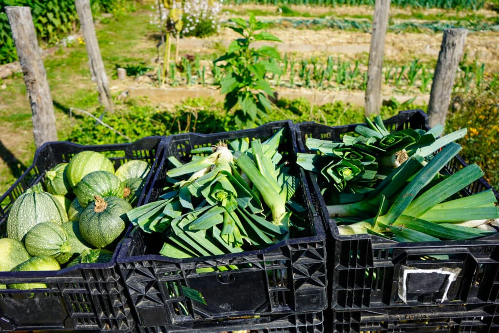 Caisses en plastique noir remplies de légumes fraîchement récoltés, dont des courgettes rondes et des poireaux, posées devant un potager en plein air par une journée ensoleillée.