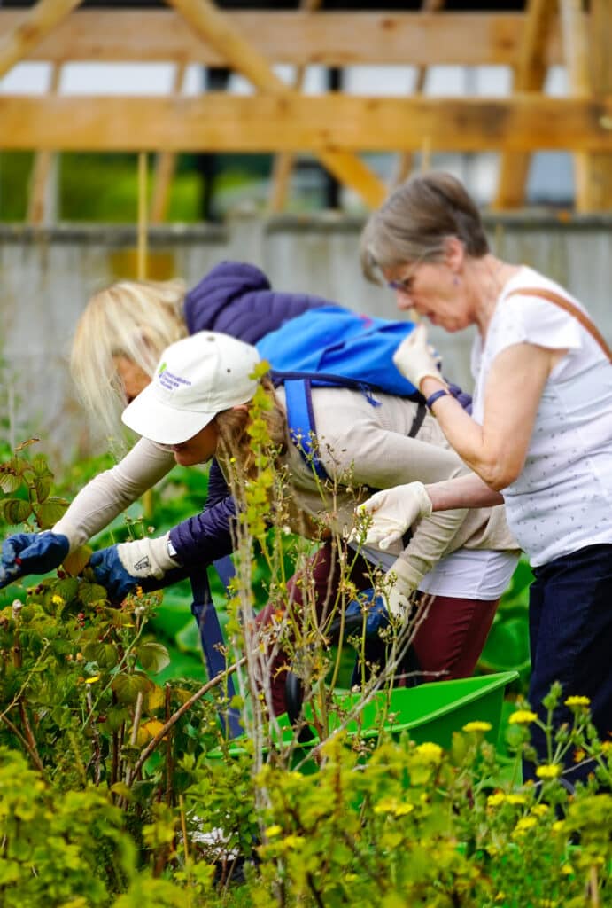 Dans le potager, des personnes cueillent des fruits, une femme au premier plan goûte une fraise.