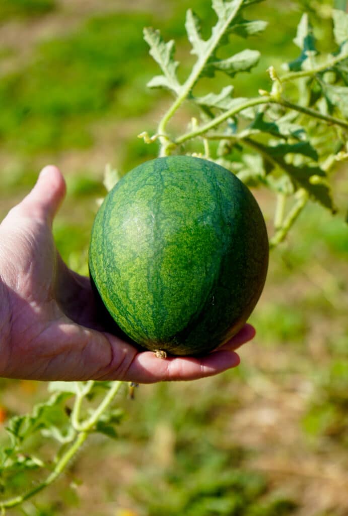 Dans le potager, une personne tient dans sa main une courgette en train de mûrir.